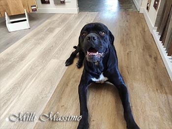 Quali sono i migliori pavimenti per animali domestici?